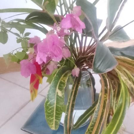 Villa Sweetsop Teluk Montego Bagian luar foto